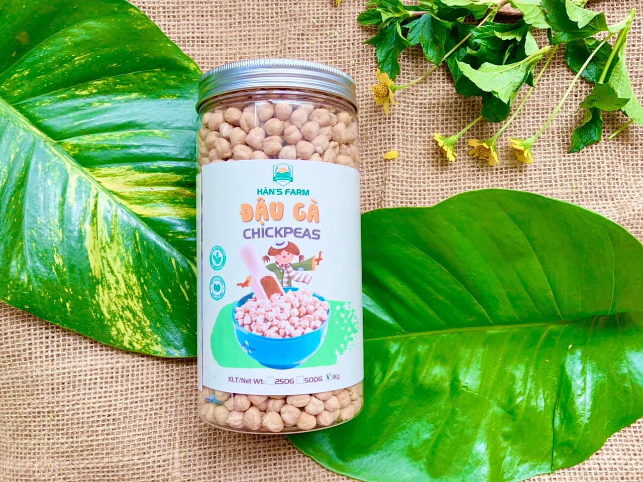 Hạt đậu gà không biến đổi gen Ấn độCanada size 9mm upChickpeas non GMO from IndiaCanada 250g