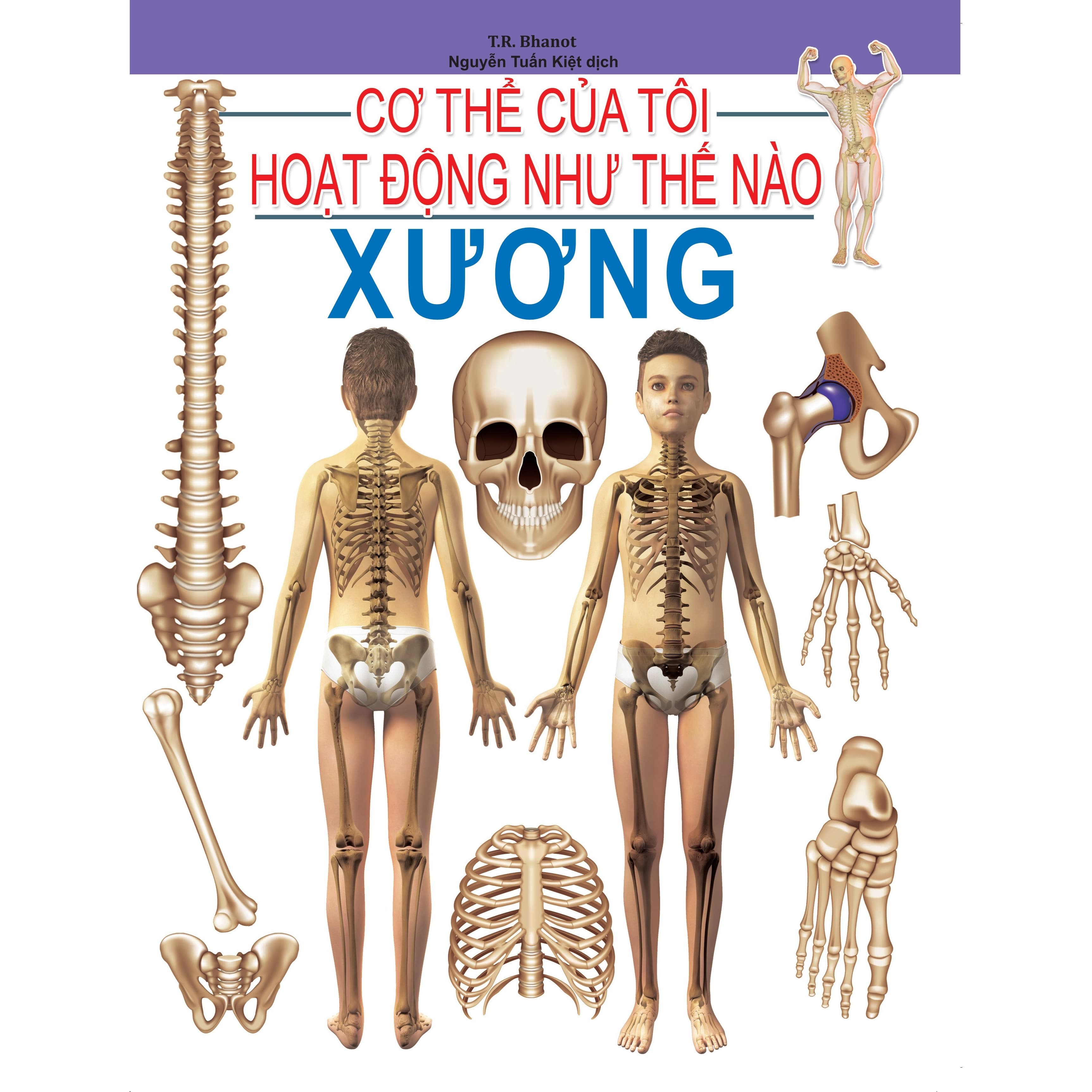 Cơ Thể Của Tôi Hoạt Động Như Thế Nào Xương