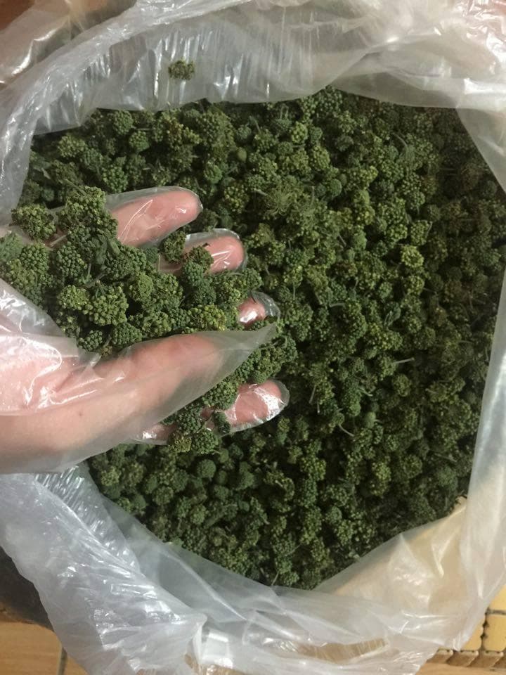100gr Trà nụ hoa tam thất Cao Cấp