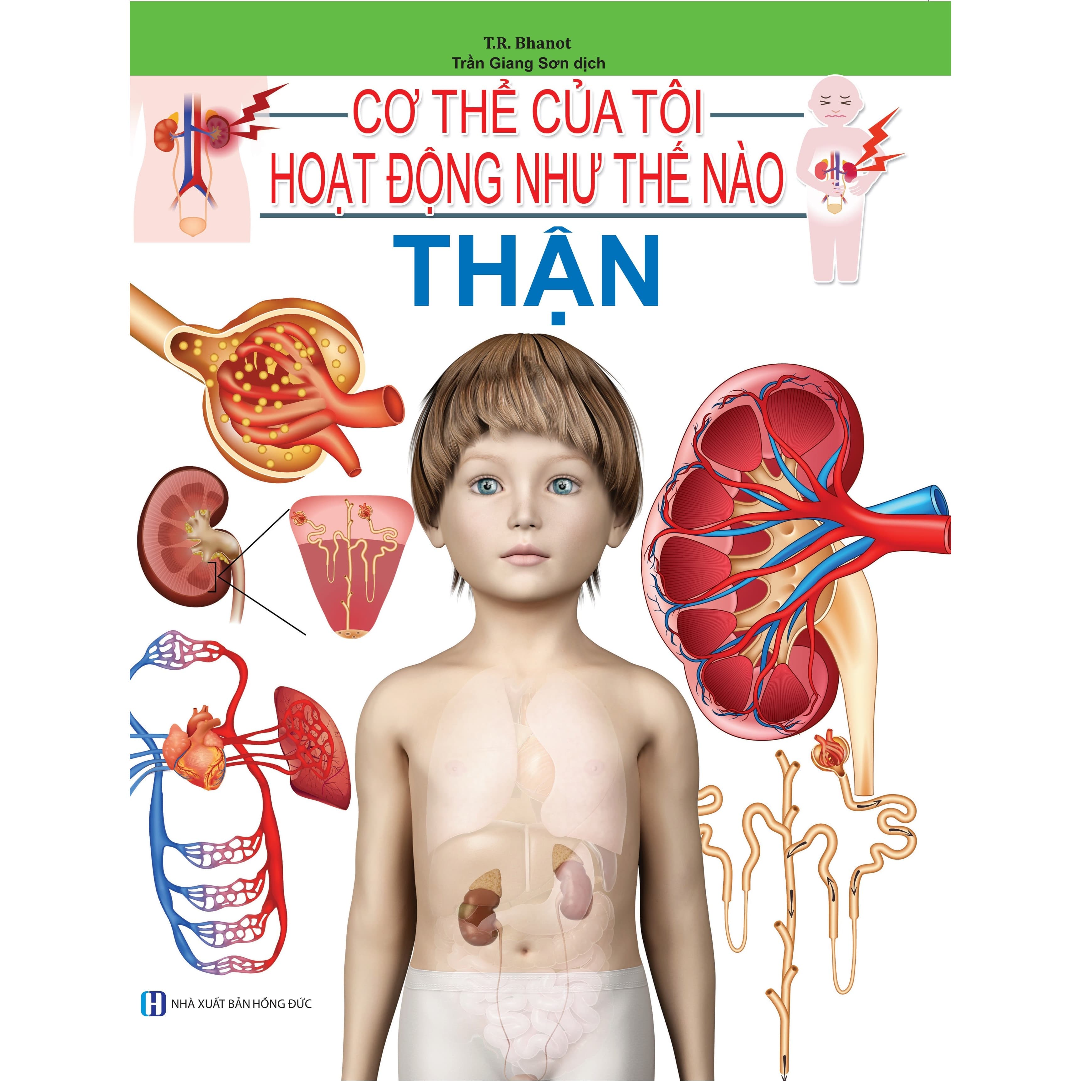 Cơ Thể Của Tôi Hoạt Động Như Thế Nào Thận